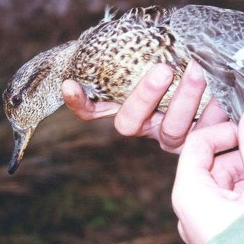 Evaluación de impacto Evaluación de impacto